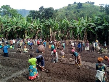 Aide humanitaire au Congo : semis.