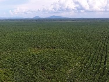Fokus Palmöl in Indonesien