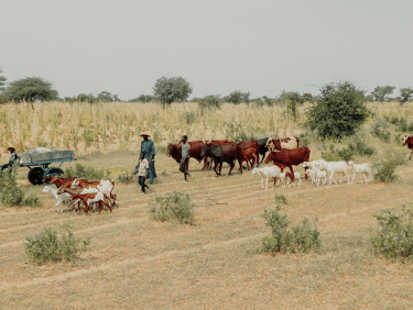 Kühe weiden im Gras in der Steppe_756363 Niger