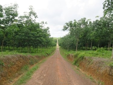 Statt kleinbäuerlicher Landwirtschaft Kautschuk, soweit das Auge reicht: Eine Plantage in Liberia. Vor Ort fordern die Menschen von der Plantagenfirma ihr Land zurück.