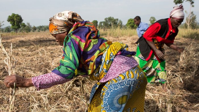 Femmes aux champs au Congo